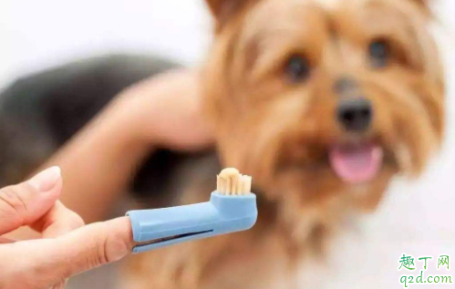 狗狗可以不刷牙吗 人用的牙刷可以给狗狗刷牙吗