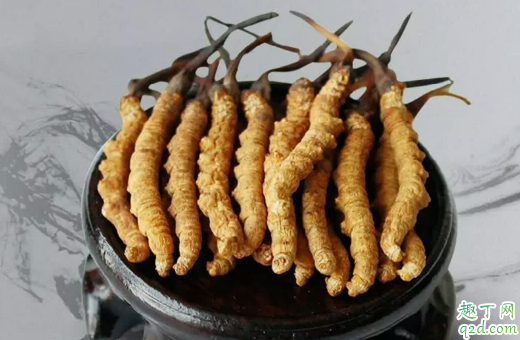 儿童吃冬虫夏草好吗 哪些人不宜用冬虫夏草