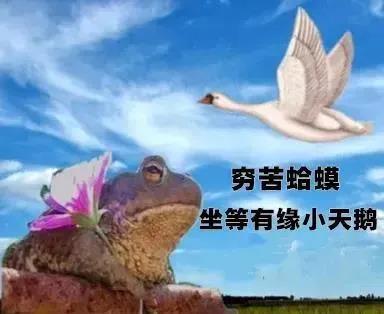 2021跨年夜有空吗天鹅表情包分享无水印-2021跨年夜有空吗表情包合集最新