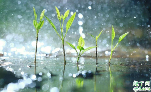 谷雨每年都是4月20日吗 每年的谷雨是同一天吗