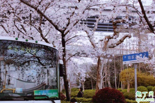 上海樱花车站是哪个公交站 上海樱花车站怎么去