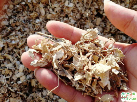 花生壳可以直接喂羊吗 花生壳喂鹅可以吗